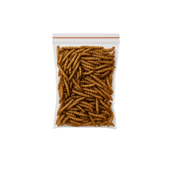 insectes pour fourmis