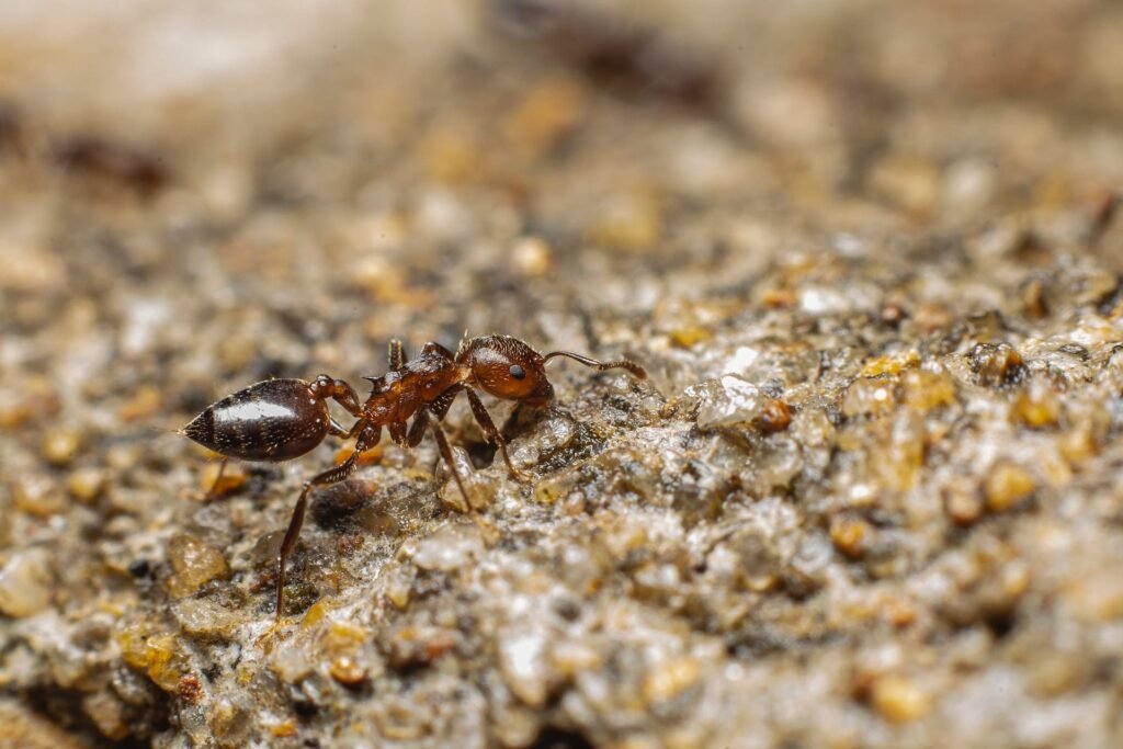 entretenir une fourmilière artificielle
