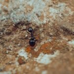fourmilière pour messor barbarus