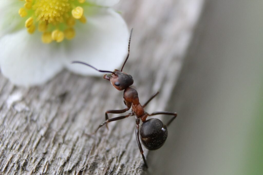 acheter des fourmis
