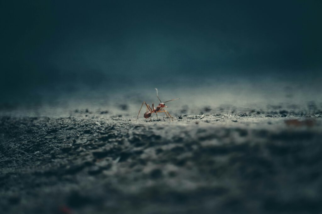 Aire de chasse pour fourmis