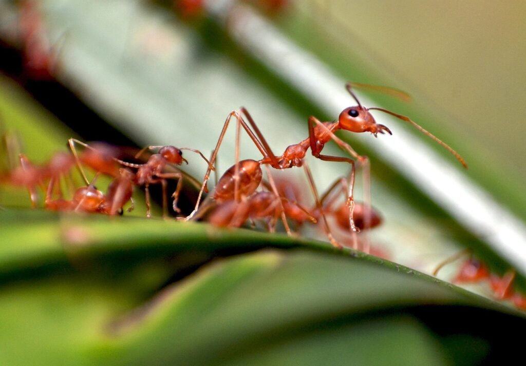 achat de fourmis