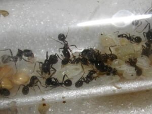 messor barbarus