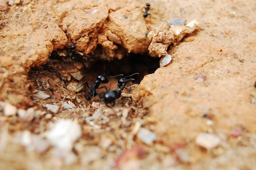 organisation sociale des fourmis