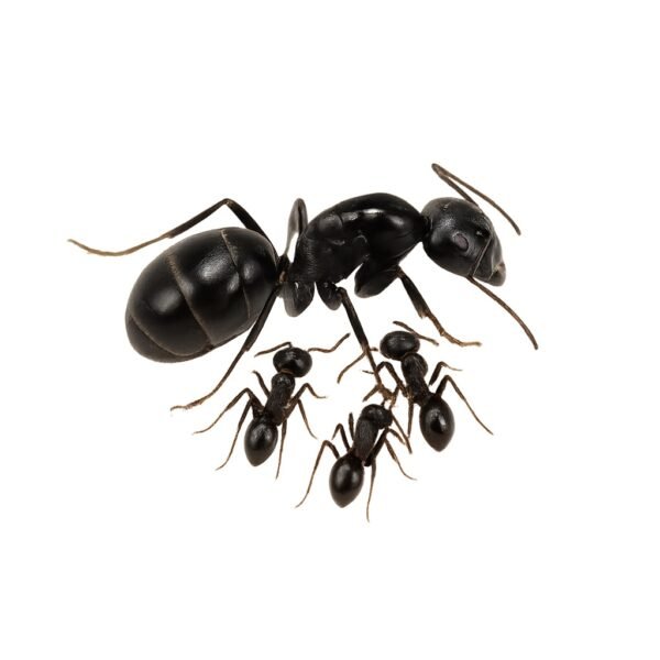 Camponotus aethiops