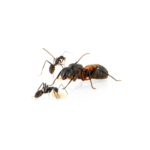 Camponotus cruentatus