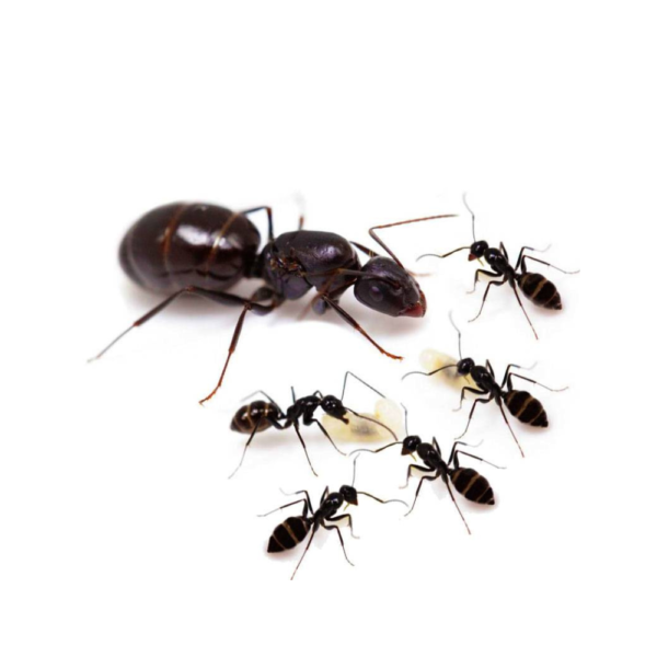 Camponotus foreli