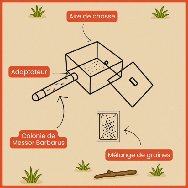 Kit Économique Messor Barbarus
