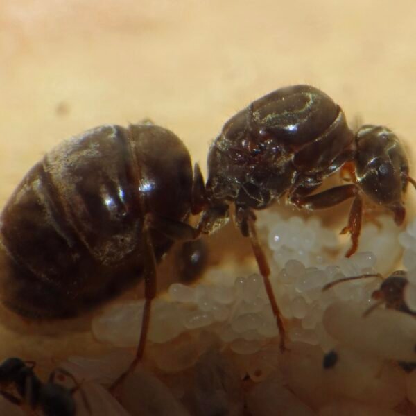 Lasius Niger – Image 3