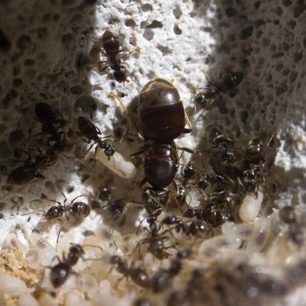 Lasius Niger – Image 2