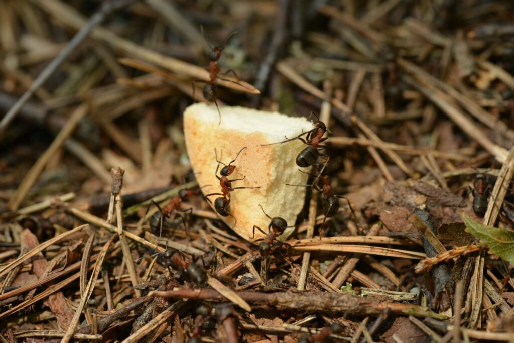 elevage de fourmis enfant