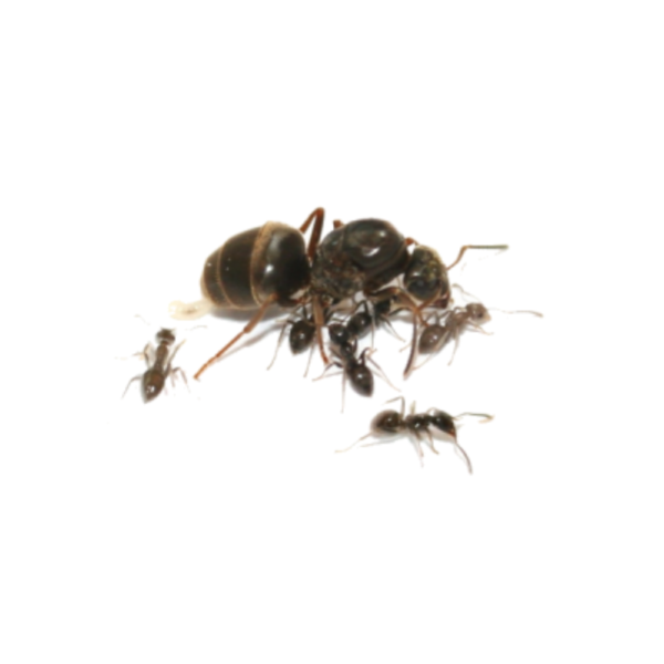 lasius niger