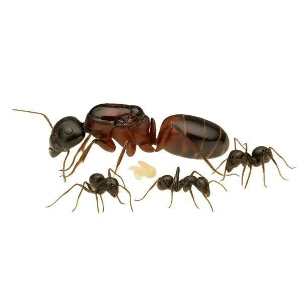 Camponotus Ligniperda