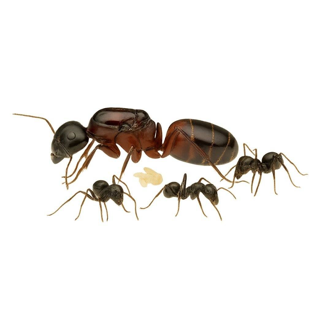 Camponotus Ligniperda