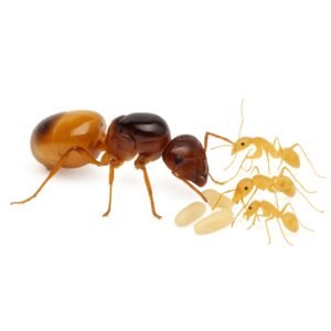 Camponotus fedtschenkoi