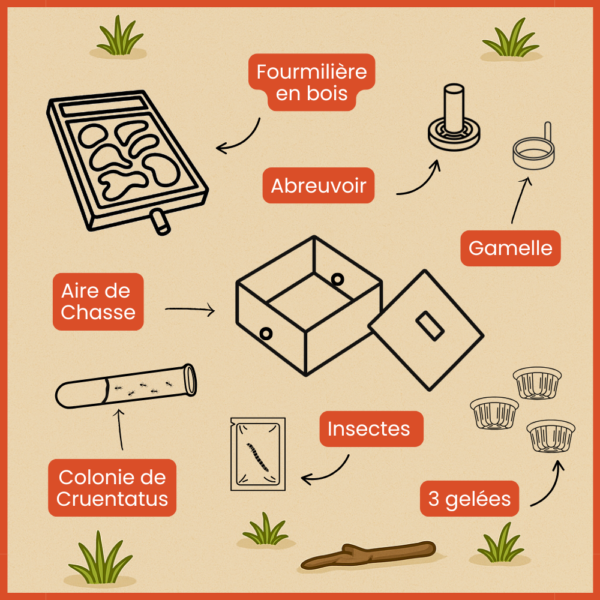 Kit de Luxe Cruentatus