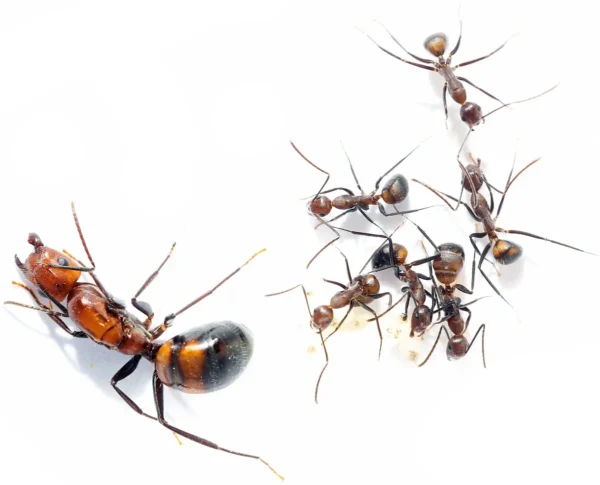 Camponotus Nicobarensis