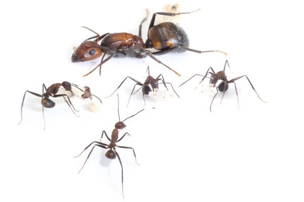 Camponotus Nicobarensis – Image 2